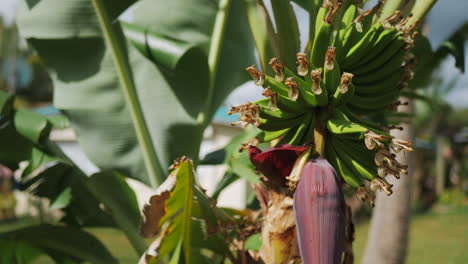 Bananenfrucht,-Die-In-Einem-Bündel-Auf-Einem-Baum-über-Der-Bauchigen,-Violetten-Blütenknospe-Wächst