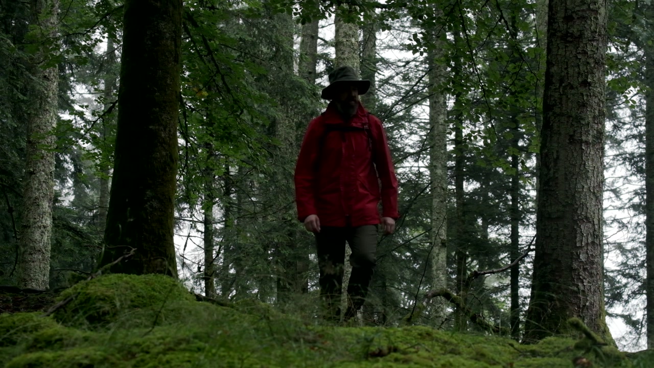 A lone hiker in a red jacket walk quietly in awe among tall mossy trees in a dense, tranquil forest