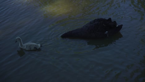 Folgen-Sie-Einem-Schwarzen-Schwan-Und-Einem-Cygnet-Baby,-Die-An-Einem-Sonnigen-Tag-Auf-Einem-Braunen-See-Schwimmen-Und-Nach-Nahrung-Suchen