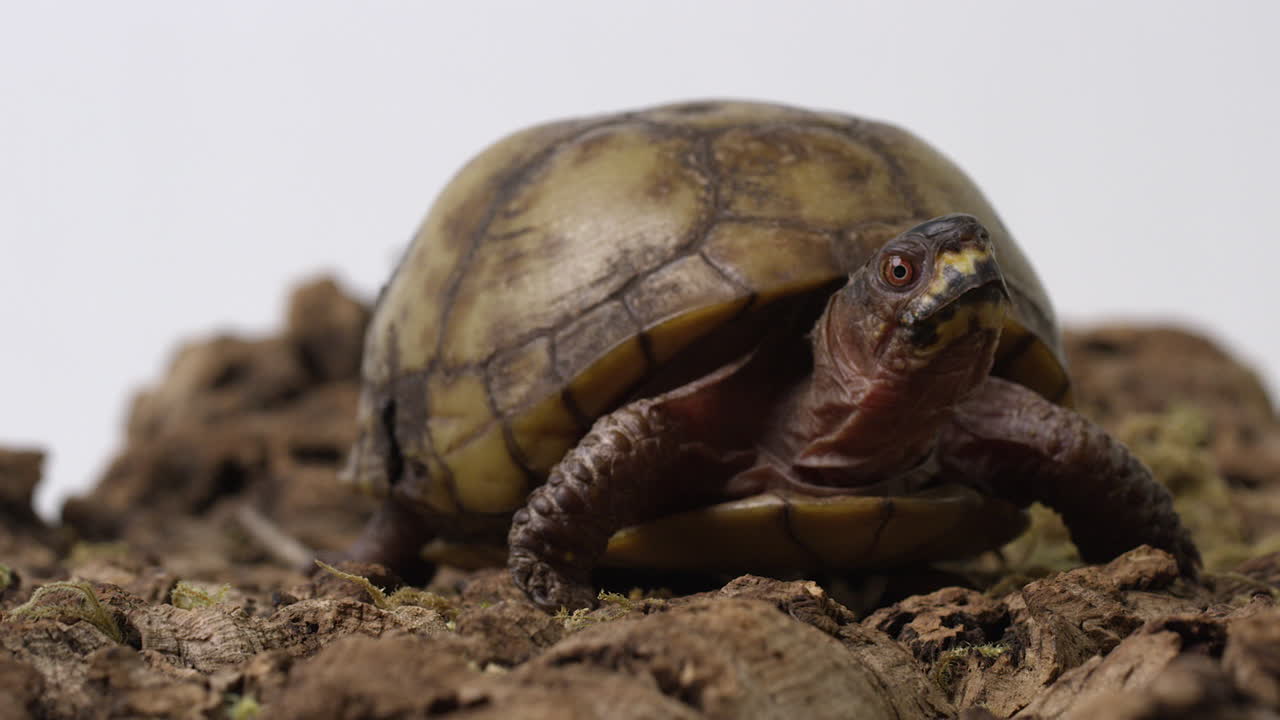 обычная коробочная черепаха на деревянной местности - полный снимок тела