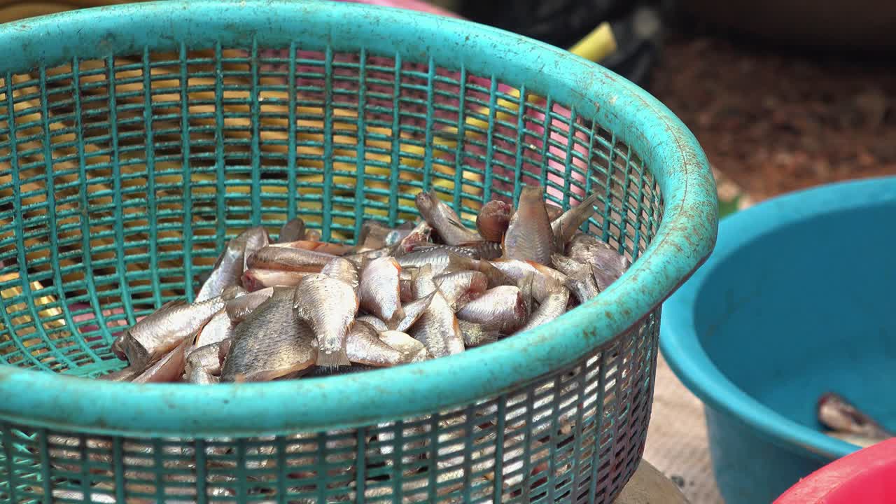 Hands Bagging Up Small Fish From Blue Basket