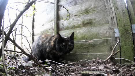 Eine-Braun-schwarze-Katze,-Die-In-Ihrem-Revier-Nach-Induktoren-Riecht