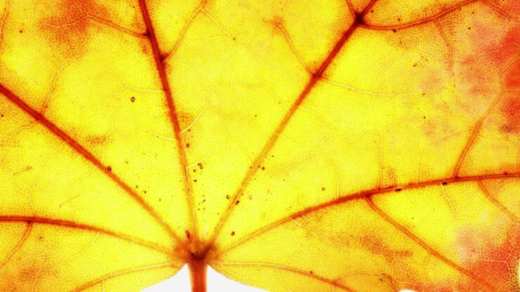 Macro of beautifully colored fall leaf in different shades of yellow, orange, and red