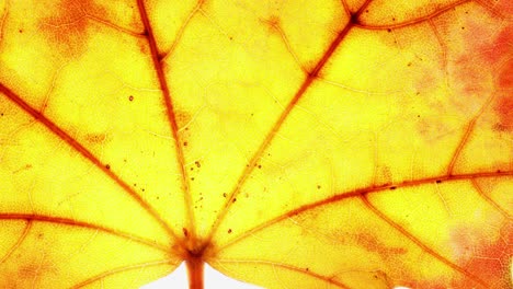 macro of beautifully colored fall leaf in different shades of yellow, orange, and red