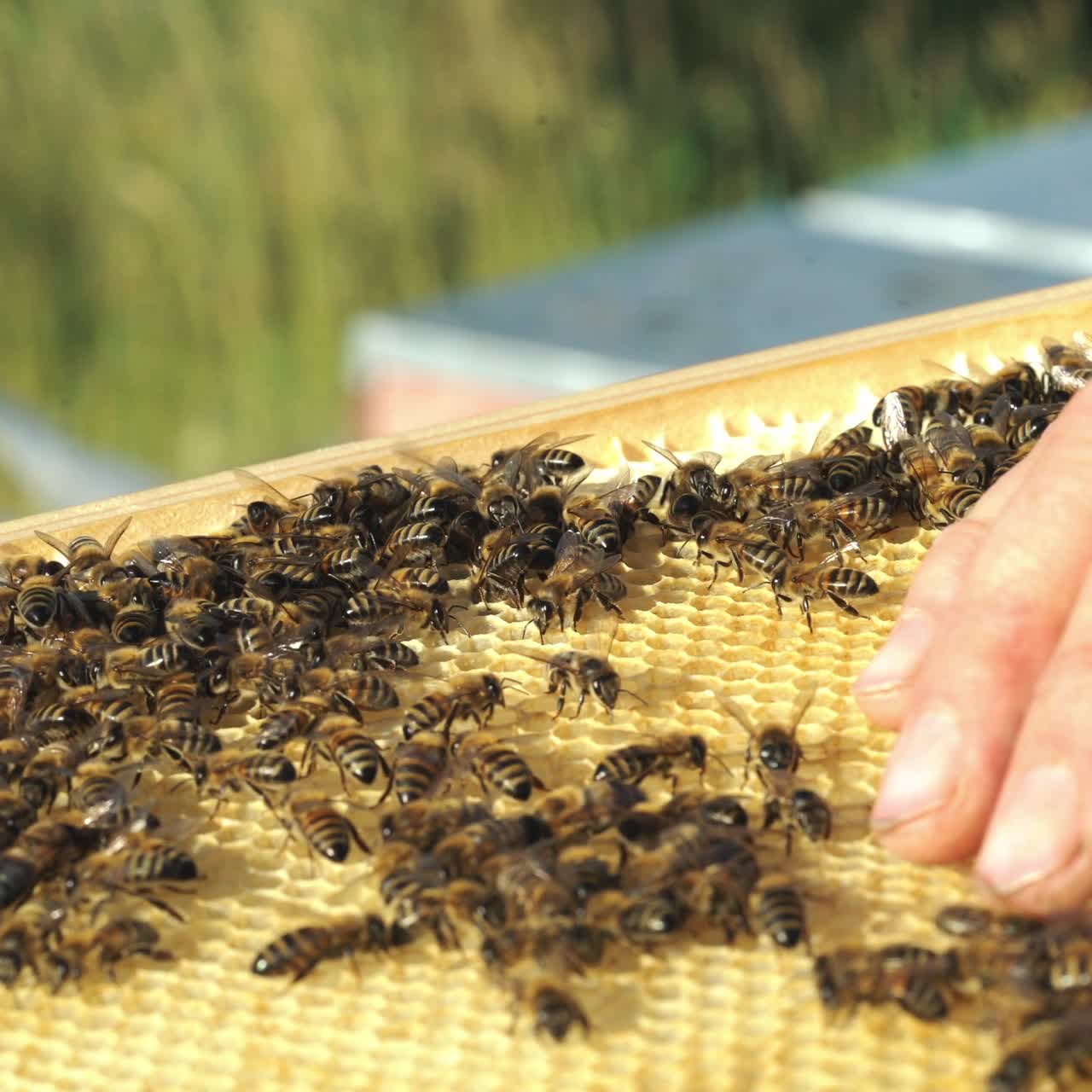 Beekeeper inspects the frames with honeycombs. Frames of a beehive. Apiculture