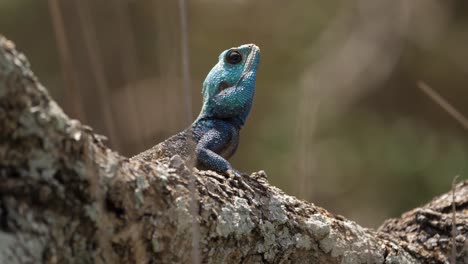 southern agama tree lizard on sunny tree branch looks for prey