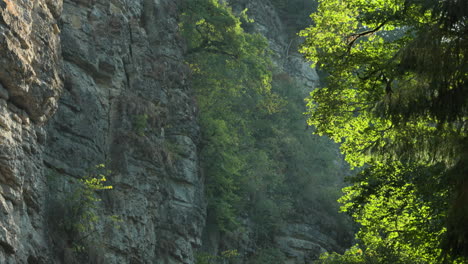 the morning sun shines through the forest against a limestone wall in the wutach gorge in germany at golden hour