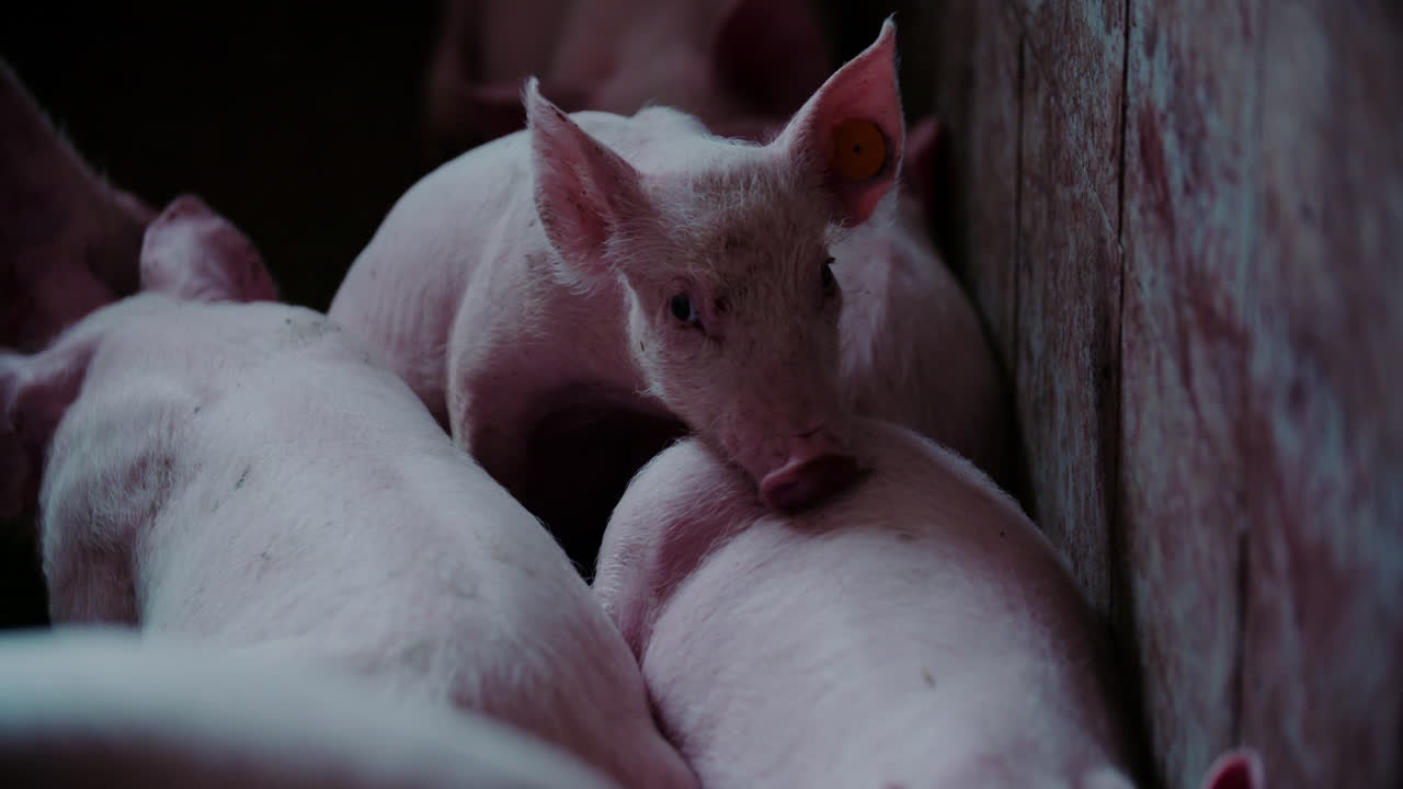 Group of piglets in a pen