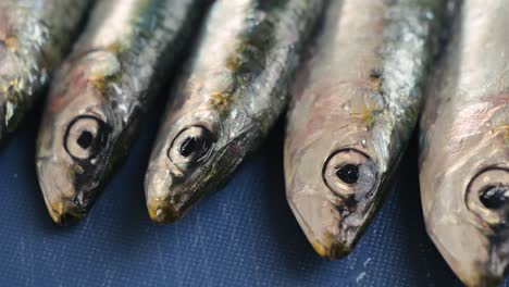 fresh sardines