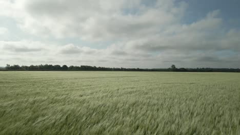 panorama of wheat field with unripe plants on a windy day in rural area