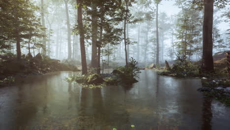 misty forest with water