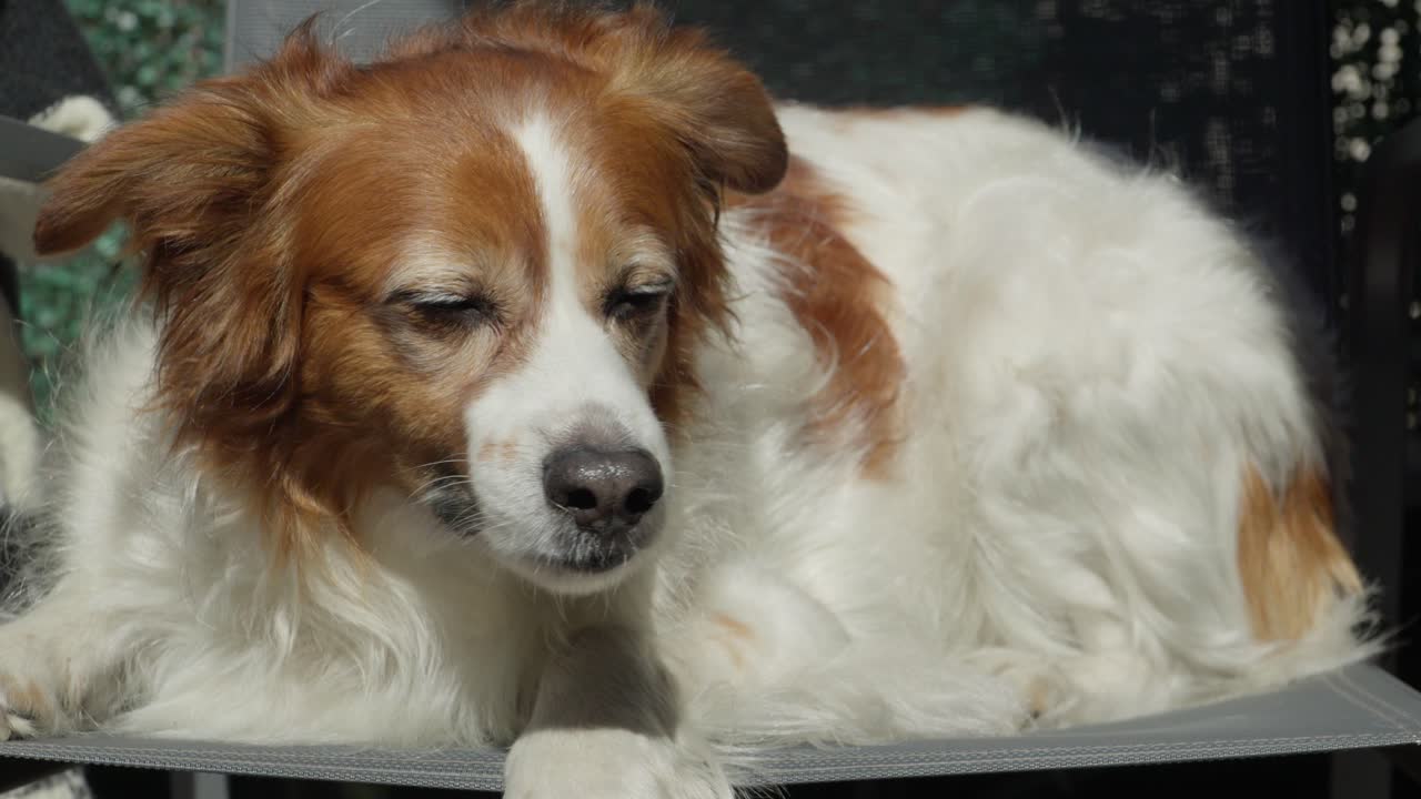Close-up of a relaxed spaniel mix dog enjoying warm sunlight with eyes closed. Peaceful pet moment capturing calm, comfort, and happiness in a natural outdoor setting
