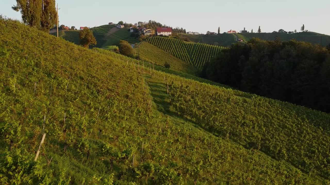 ritratto da drone di un vigneto nella stiria meridionale