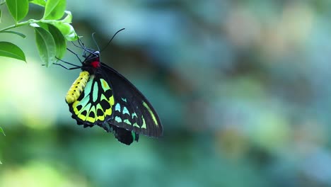 butterfly resting on a leaf in melbourne