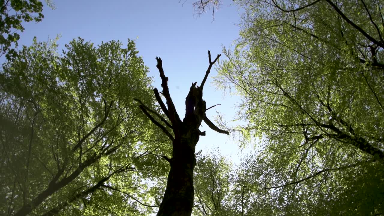 너도밤 나무의 나무 캐노피를 올려다 보며, 시계 반대 방향으로 회전하는 슬로우 모션, forest ffawr, 사우스 웨일즈, 영국