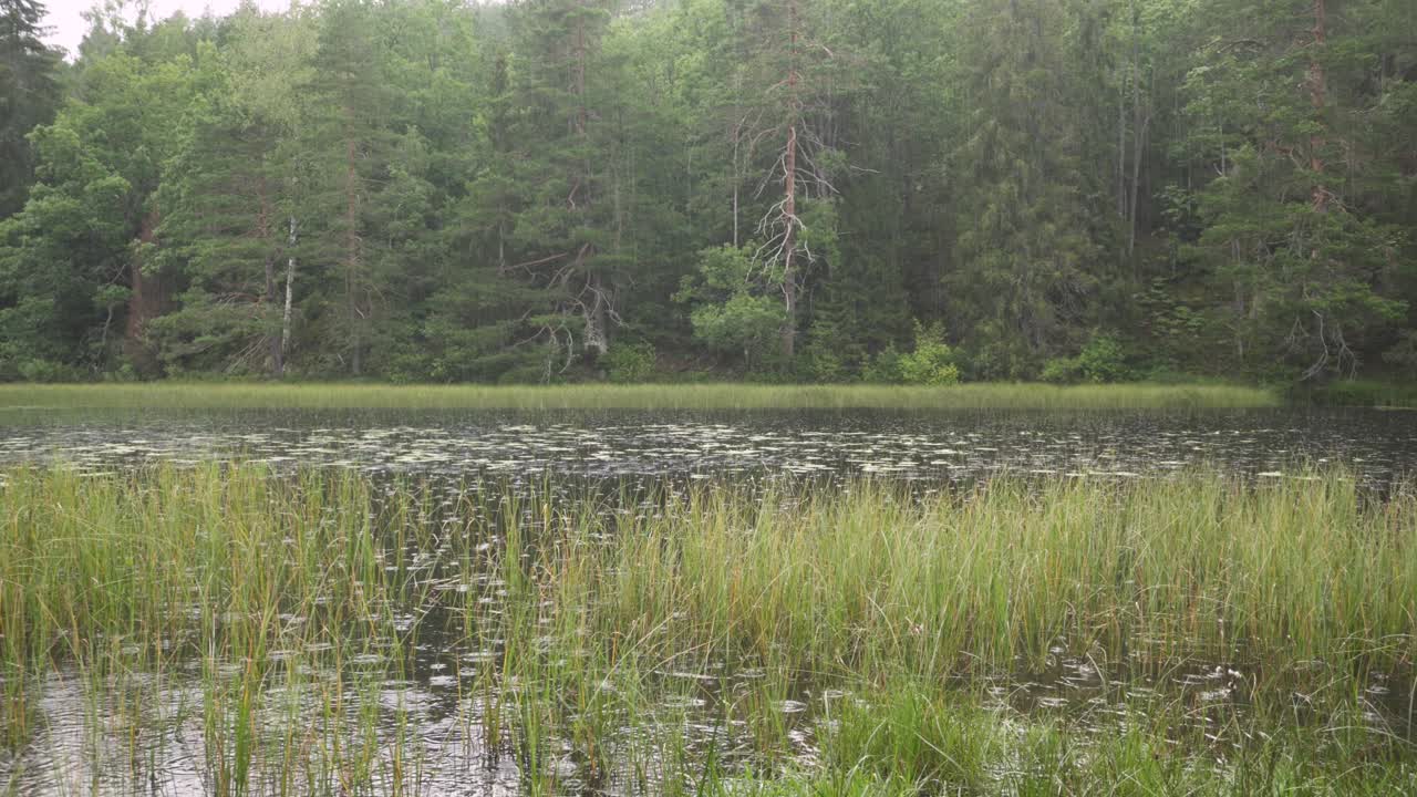 숲 습지 호수에 떨어지는 비, 젖은 겨울 날 풍경