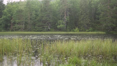 rain falling on forest wetland lake, wet winter day landscape