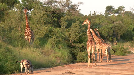 zebras walk by giraffes at golden hour in african bushveld landscape