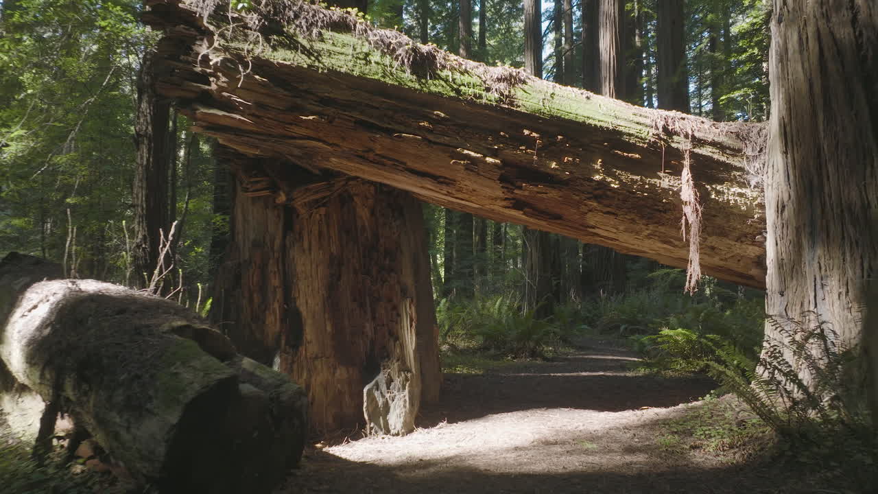 Low flight along path under huge log, through redwood cedar forest, film location for Return of the Jedi.