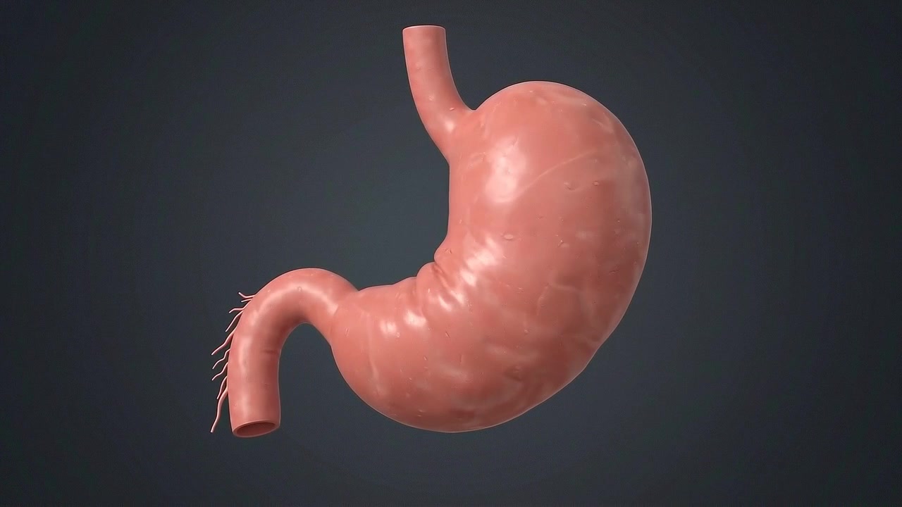 Detailed cutaway human stomach showing inner folds and lining in medical view