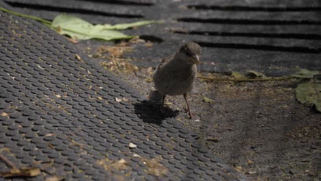 Haussperling-Schaut-Sich-Um,-Geht-Und-Springt,-Gefilmt-In-180-Fps-Zeitlupe-Im-Chelsea-Park,-Manhattan-Park-In-New-York-City