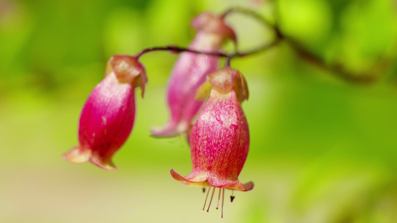 esta escena encantadora captura el resplandor de una planta de kalanchoe bañada en la luz del sol, anidada en medio de la hierba verde exuberante bajo un dosel de cielos claros y azules