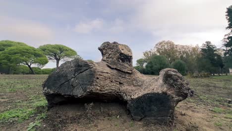 Static-Time-lapse-Shot-Of-Wooden-Trunk-Under-Blue-Sky,-Green-Trees-In-Background