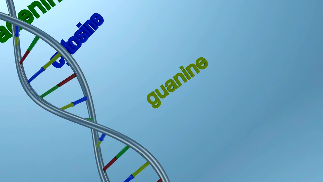 dna의 구조 4k 루프