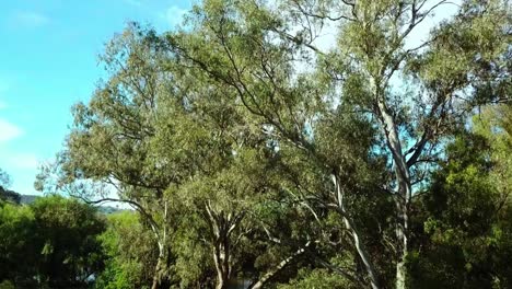 Rising-and-panning-down-drone-view-of-the-Mitta-Mitta-River-at-Pigs-Point-near-Tallangatta-South,-in-north-east-Victoria,-Australia