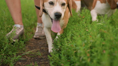 close up of two dogs on leash walking with their owner, with the dog ahead glancing back at the owner while continuing forward, and the second dog focused on exploring grass