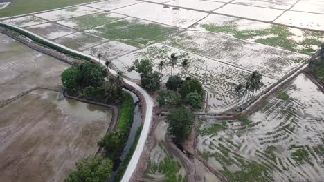 Aerial-orbiting-descending-view-at-green-bush-in-paddy-field.