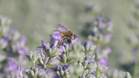 Flores-De-Lavanda-De-Cerca