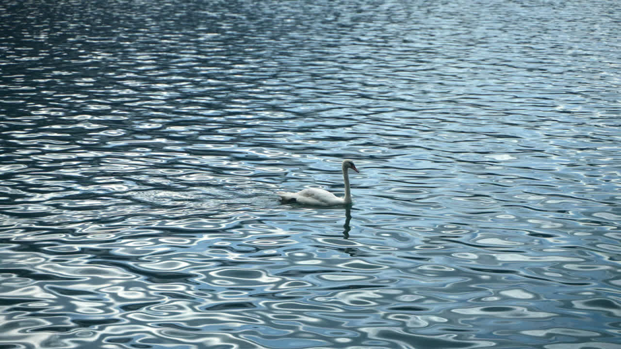 맑은 호수에서 수영하는 백조