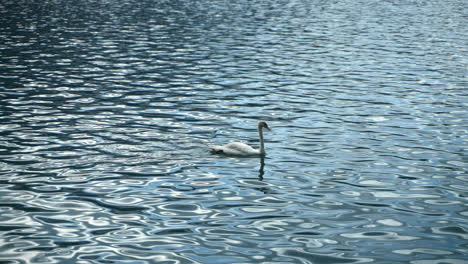 swan swimming in a sunny lake