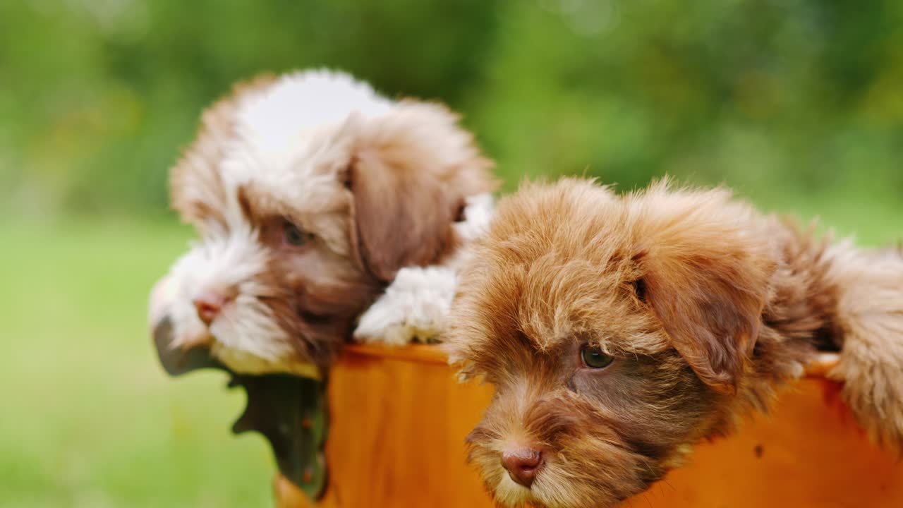 재미있는 강아지들이 바구니 밖으로 보입니다. 사랑스러운 애완동물