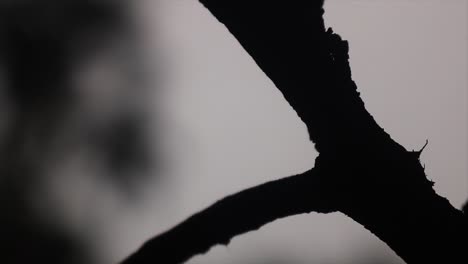 shy spider goes and hides behind branch, backlit silhouette