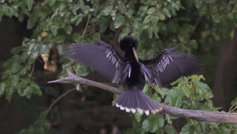 Anhinga-bird,-seen-from-behind,-stands-on-tree-branch-and-flaps-wings