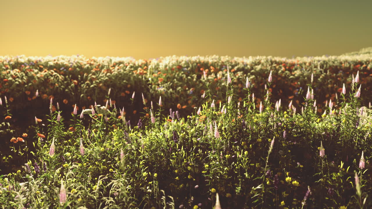 Vibrant wildflower field glows under the warm sunset light during evening hours