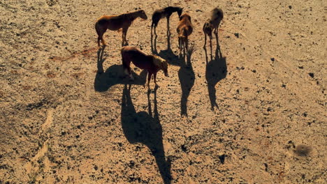 perspectiva de drones: caballos salvajes en arizona