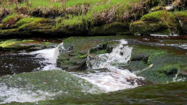 Slow moving forest stream waterfall, nature's serenity scene with tranquil pool below, lush greenery and moss-covered stones, sense of peacefulness and untouched beauty of nature in forest ecosystem