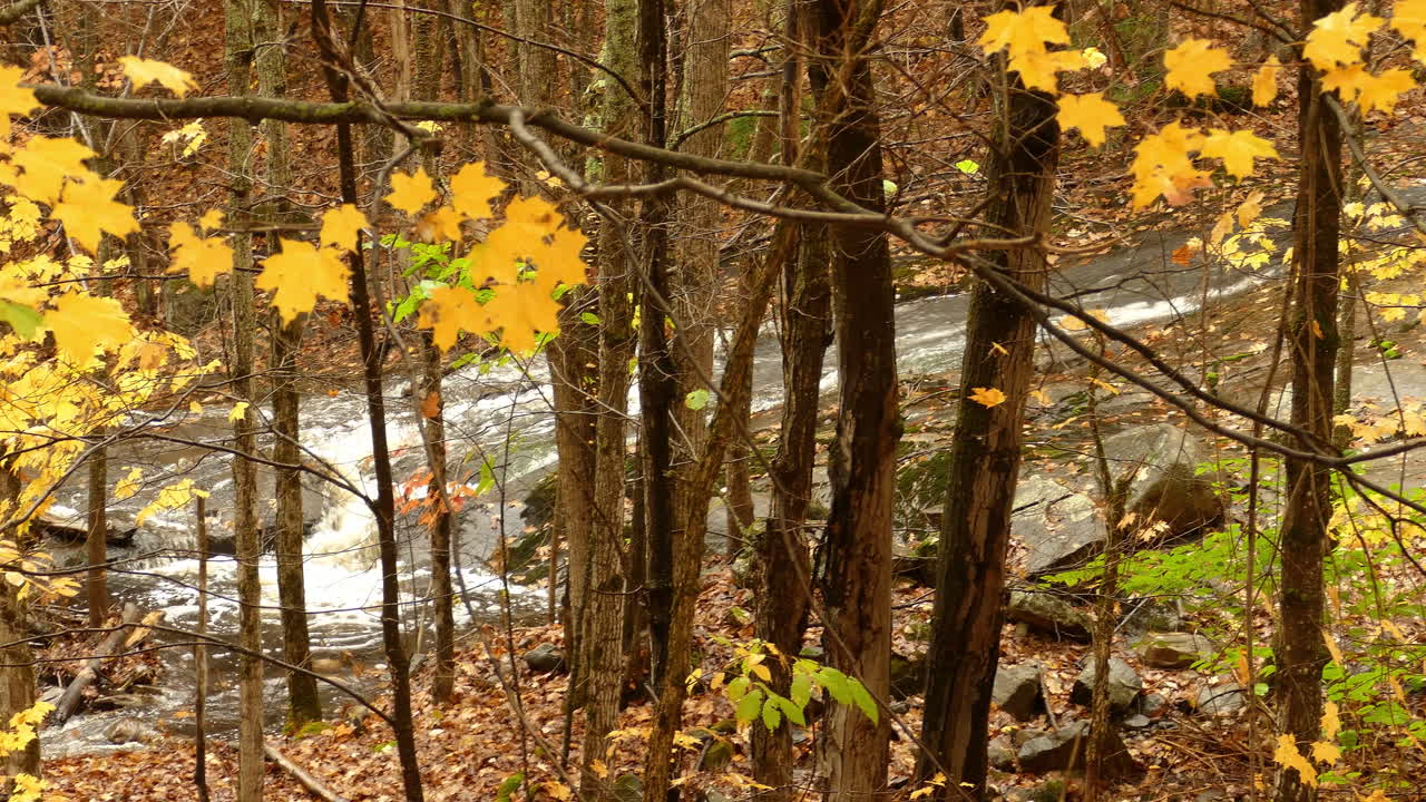 River stream in autumn forest