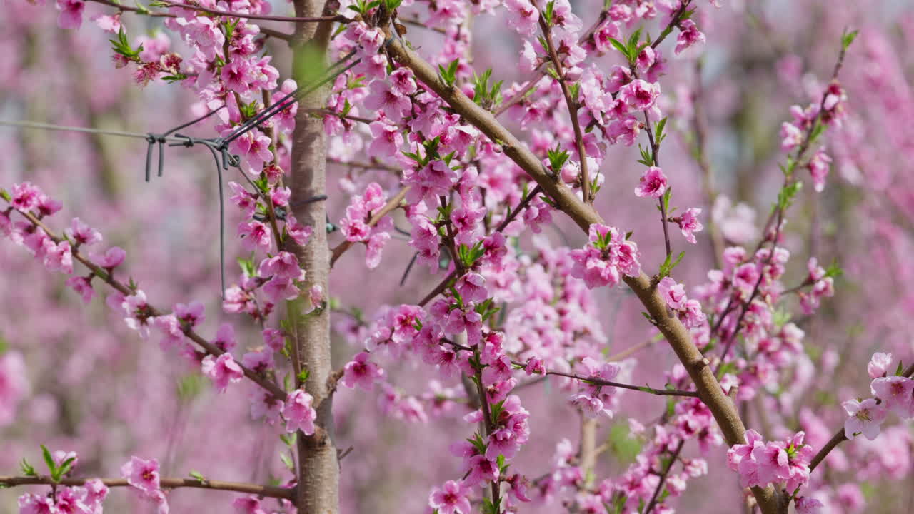 Soft pink blossoms moving gently in wind with sunny sky in the background