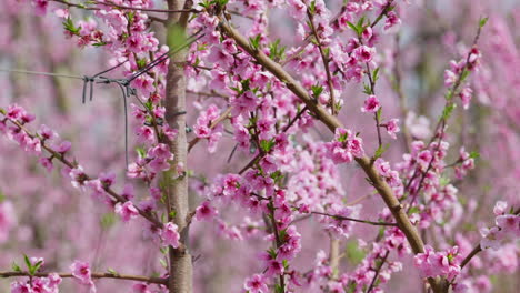 soft pink blossoms moving gently in wind with sunny sky in the background