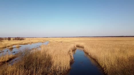 Aerial-view-of-the-lake-overgrown-with-brown-reeds,-lake-Pape-nature-park,-Rucava,-Latvia,-sunny-spring-day,-wide-angle-ascending-drone-shot-moving-forward