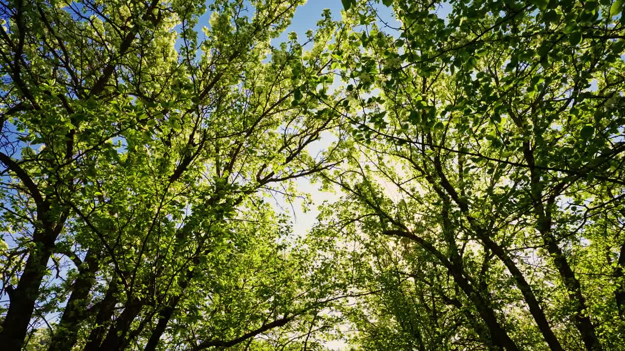 Sunlight filtering through a spring forest canopy