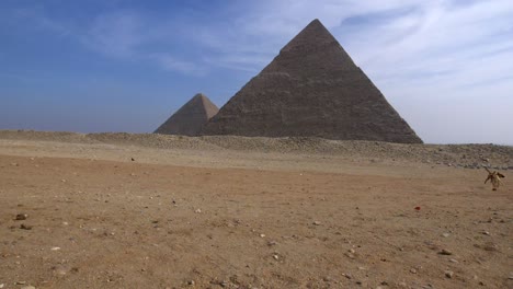 two stray dogs playing in front of the great pyramids of egypt