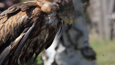 close up of a wet red kite shaking its body and flapping its wings to dry itself