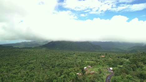 birdseye view of forest landscape