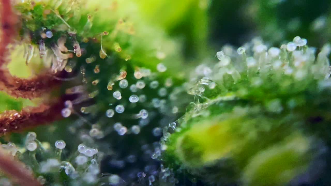 imágenes suaves de la droga cannabis marihuana bajo el microscopio tricomas thc cbd