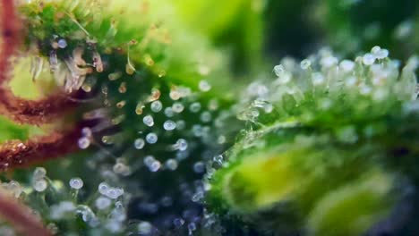 Imágenes-Fluidas-De-Drogas-Cannabis-Marihuana-Bajo-Microscopio-Tricomas-Thc-Cbd